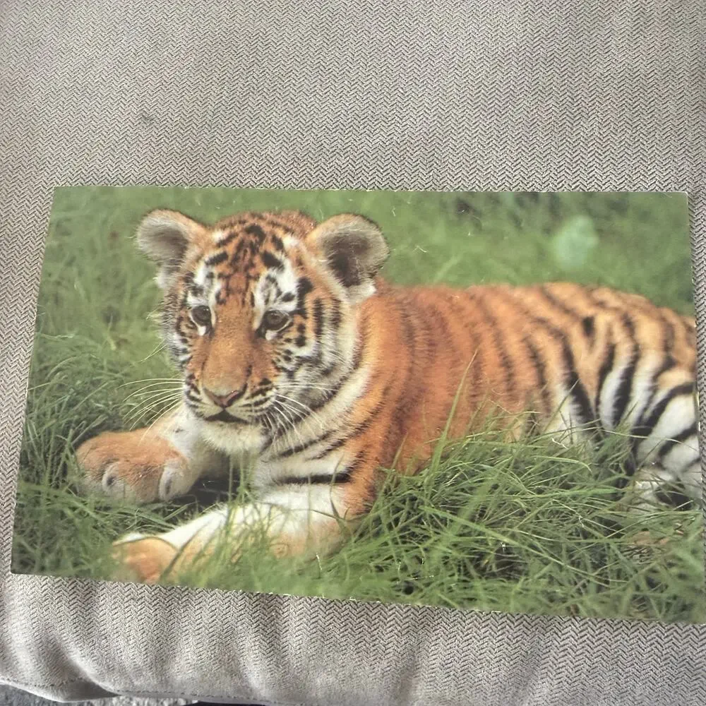 Vintage Larsen Bilder Würfel Wooden Picture Cubes Zoo Animals 15 Blocks Germany